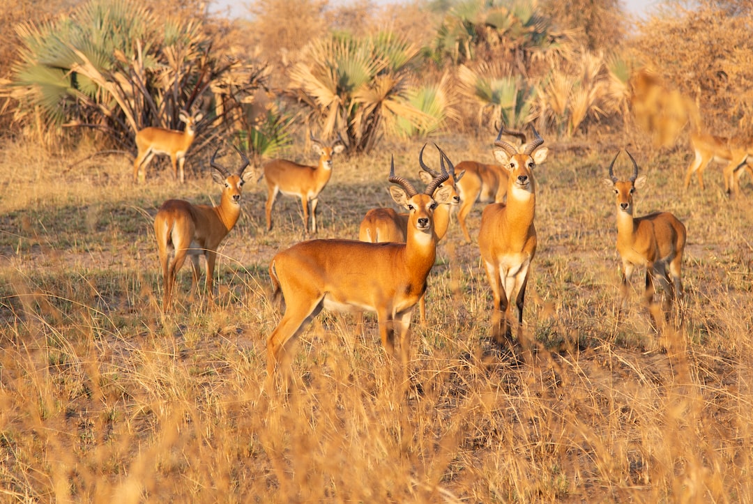 group of antelopes on field during daytime