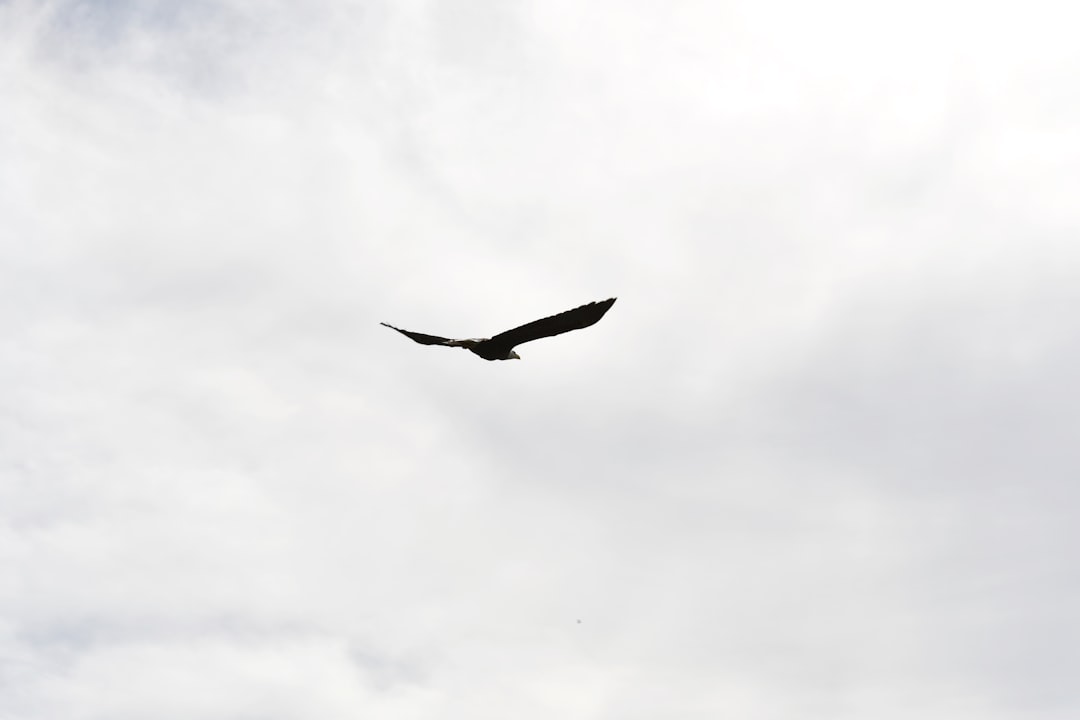a large bird flying through a cloudy sky